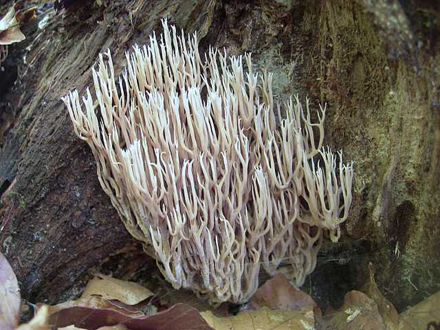 Funghi  e  Habitat